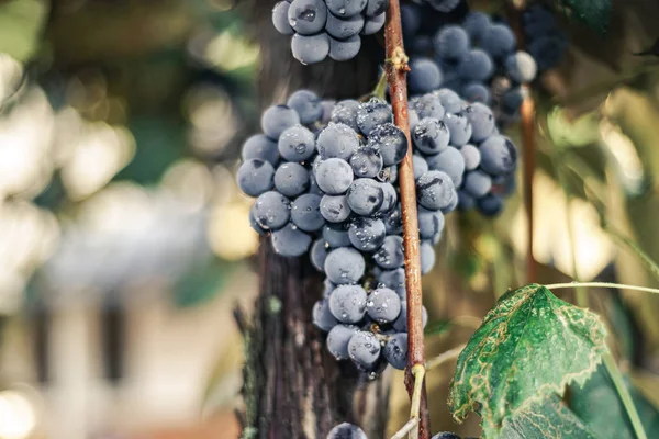 Mooie Frisse Tros Blauwe Druiven Een Groeiende Grapevine Achtergrond — Stockfoto