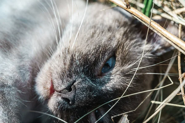 Närbild Siamesisk Katt Liggande Ett Gräs — Stockfoto