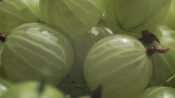 美丽的新鲜绿鹅莓水 宏视图 — 图库视频影像