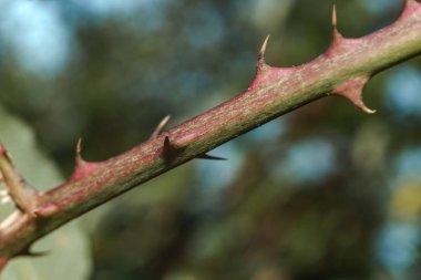 Yeşil arka plandaki dikenleri kapat. Makro görünüm.