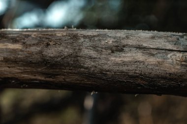 Yakın güzel eski dal ağacı arka plan. Makro görünümü. 