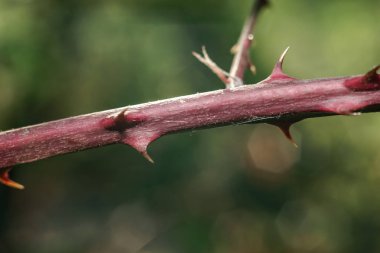 Yeşil arka plandaki dikenleri kapat. Makro görünüm.
