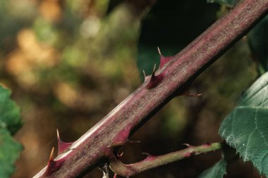 Yeşil arka plandaki dikenleri kapat. Makro görünüm.