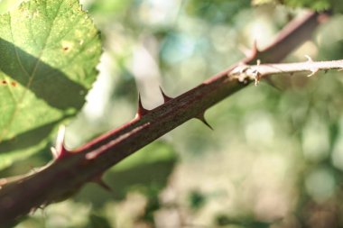 Yeşil arka plandaki dikenleri kapat. Makro görünüm.