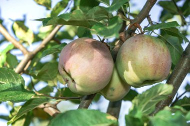 Yakın bir ağaç arka plan üzerinde büyüyen güzel taze genç elma. 