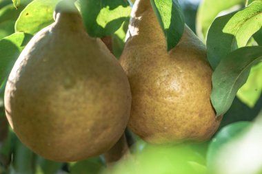 Güzel taze genç armut bir ağaç arka plan üzerinde büyüyen.