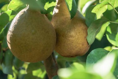 Güzel taze genç armut bir ağaç arka plan üzerinde büyüyen.