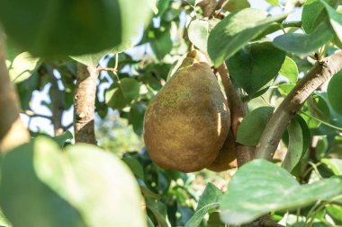 Güzel taze genç armut bir ağaç arka plan üzerinde büyüyen.