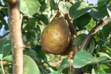 Güzel taze genç armut bir ağaç arka plan üzerinde büyüyen.