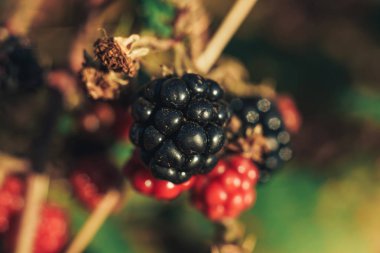 Böğürtlenleri böğürtlen çalılığında, bir çiftlikte