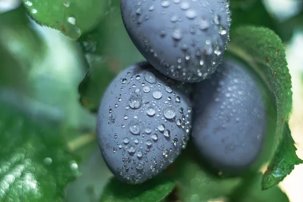 Cerca Hermosas Ciruelas Jóvenes Frescas Que Crecen Sobre Fondo Árbol —  Fotos de Stock