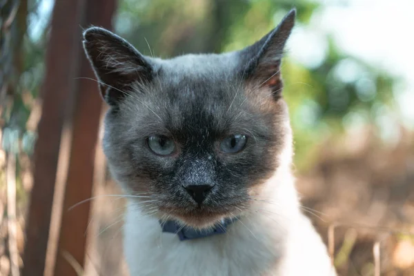 Hermoso Gato Siamés Retratado Wildwide — Foto de Stock