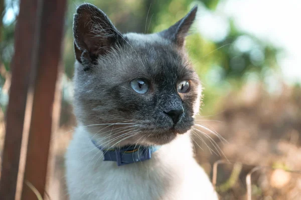 Hermoso Gato Siamés Retratado Wildwide — Foto de Stock