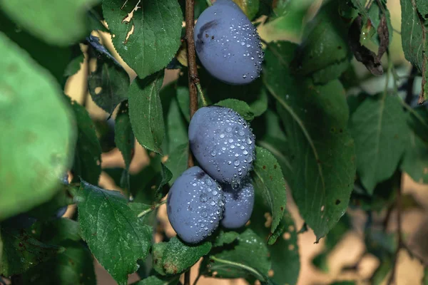 Hermosas Ciruelas Jóvenes Frescas Que Crecen Sobre Fondo Árbol —  Fotos de Stock