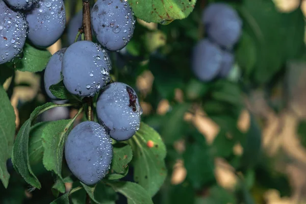 Hermosas Ciruelas Jóvenes Frescas Que Crecen Sobre Fondo Árbol —  Fotos de Stock