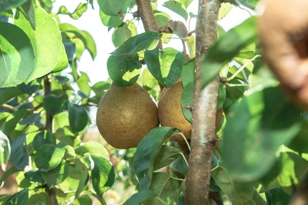Güzel taze genç armut bir ağaç arka plan üzerinde büyüyen.