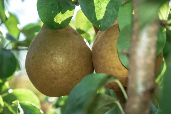 Güzel taze genç armut bir ağaç arka plan üzerinde büyüyen.
