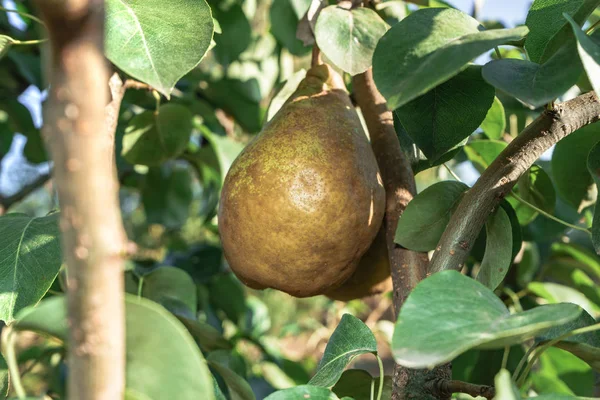 Güzel taze genç armut bir ağaç arka plan üzerinde büyüyen.