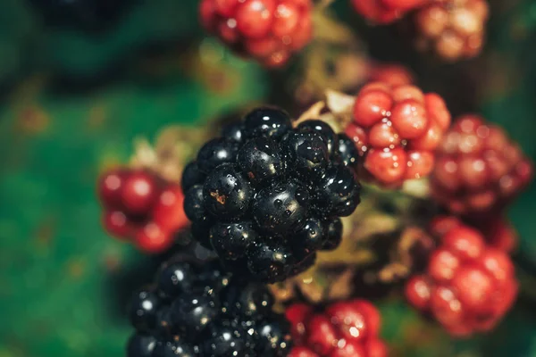 Nahaufnahme Von Brombeeren Einem Brombeerstrauch Auf Einem Bauernhof — Stockfoto