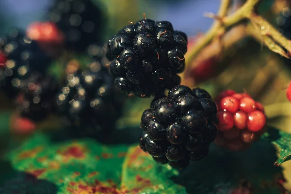 Böğürtlenleri böğürtlen çalılığında, bir çiftlikte