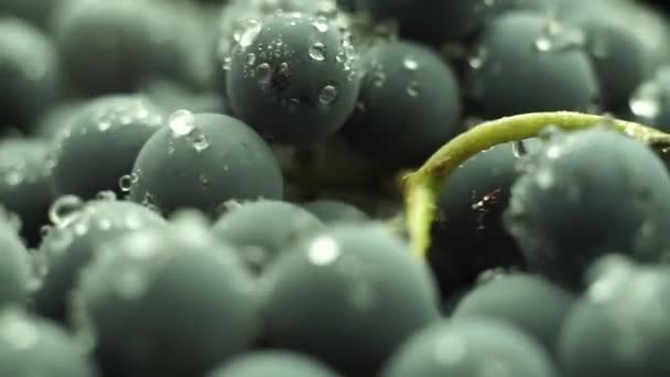 Close Beautiful Blue Wet Isabella Grapes Bunch Background Macro View — Stock Video