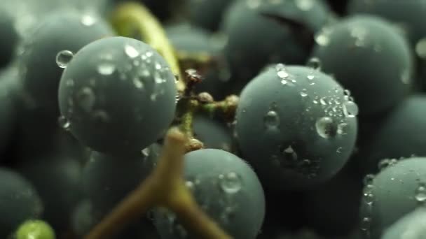 Gros Plan Beau Fond Bleu Humide Isabella Grappe Raisins Vue — Video