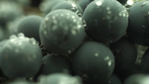 Primer Plano Hermoso Azul Húmedo Isabella Uvas Racimo Fondo Vista — Vídeo de stock