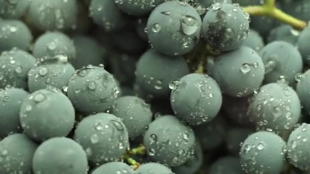 Close Beautiful Blue Wet Isabella Grapes Bunch Background Macro View — Stock Video