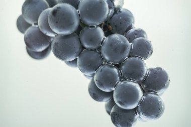 Su beyaz arka planda güzel mavi şarap üzüm. 