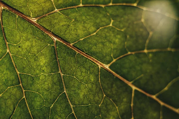 Piękne Zbliżenie Zielony Liść Tło — Zdjęcie stockowe