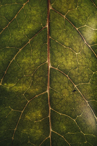Piękne Zbliżenie Zielony Liść Tło — Zdjęcie stockowe