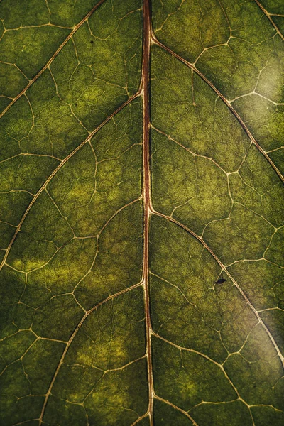 美丽的绿叶背景特写 — 图库照片