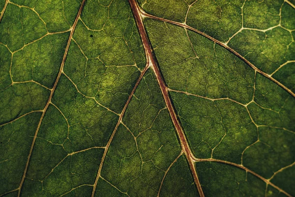 Hermoso Fondo Hoja Verde Cerca — Foto de Stock