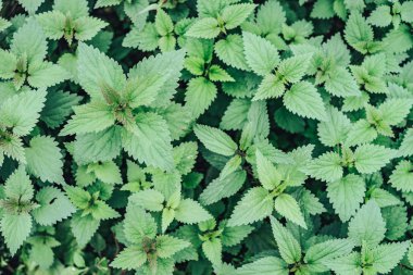 Yeşil çıngırak arka planının güzelliğini kapat.