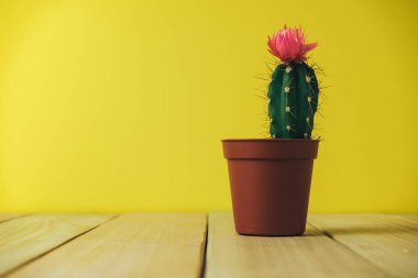 Masasında pembe çiçekli ve sarı arka planlı güzel kaktüs..