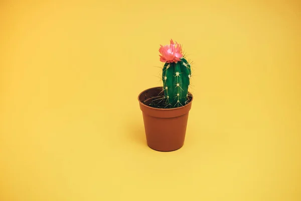 Beau Cactus Avec Fleur Rose Sur Une Table Fond Jaune — Photo