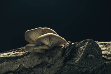 Siyah arka planda eski ceviz ağacında güzel mantarlar yetişiyor..