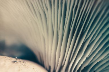 Yeşil ışık arka planında yetişen güzel mantarları kapatın. Makro Fotoğraf Görünümü.