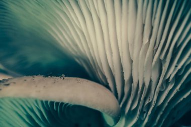 Mavi ışık ağacının arka planında yetişen güzel mantarları kapatın. Makro Fotoğraf Görünümü.