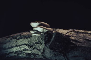 Siyah arka planda eski ceviz ağacında güzel mantarlar yetişiyor..