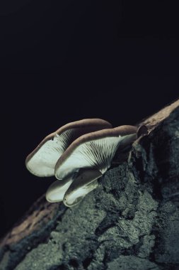 Siyah arka planda eski ceviz ağacında güzel mantarlar yetişiyor..