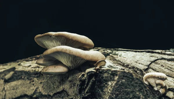 Belos Cogumelos Crescimento Velha Árvore Nozes Fundo Preto — Fotografia de Stock