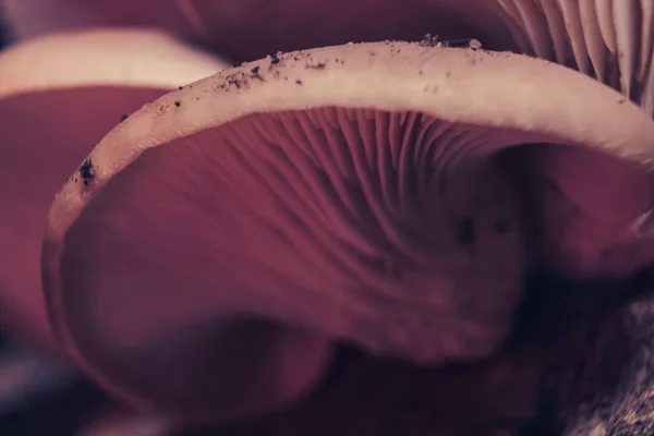 Közelkép Gyönyörű Növekvő Gombák Piros Fény Háttér Makrofotográfia Nézet — Stock Fotó