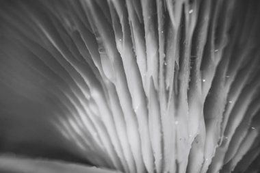 Mantarların arka plan dokusunu kapatın. Makro fotoğrafçılık görünümü.