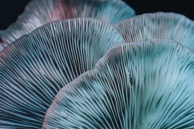 Güzel mantarları kapatın. Ağaç arkaplan dokusunda renk ışığı. Makro Fotoğraf Görünümü.