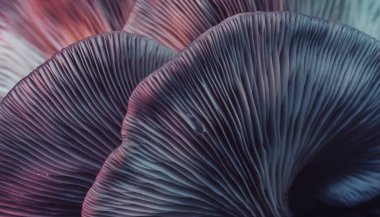 Güzel mantarları kapatın. Ağaç arkaplan dokusunda renk ışığı. Makro Fotoğraf Görünümü.