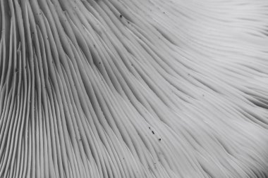 Güzel mantar arkaplan dokusunu kapat.