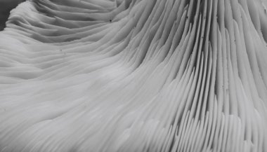 Güzel mantar arkaplan dokusunu kapat.