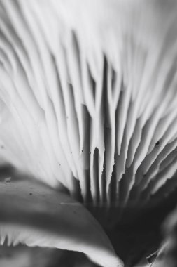 Güzel mantar arkaplan dokusunu kapat.