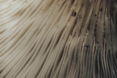 Mantarların arka plan dokusunu kapatın. Makro fotoğrafçılık görünümü.